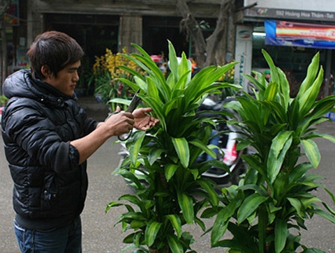 Những loài cây hấp thu khí độc trong nhà