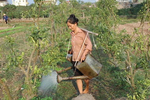 Dùng rác nhà bếp để trồng cây