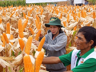 Thực phẩm biến đổi gien: Ăn mà không biết!