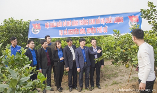 Tổng kết nhiệm vụ khoa học “Xây dưng mô hình  trình diễn 03 ha Cam Bố Hạ chất lượng tại huyện Phù Cừ”