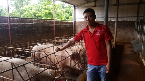Khởi nghiệp thành công từ mô hình nuôi lợn thảo dược