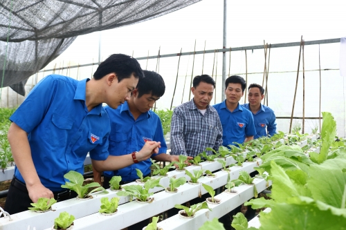 Ban Thường vụ Tỉnh đoàn tổ chức Hội thảo tổng kết mô hình ứng dựng tiến bộ KHKT trồng hoa ngắn ngày và rau thủy canh  của đoàn viên, thanh niên năm 2018